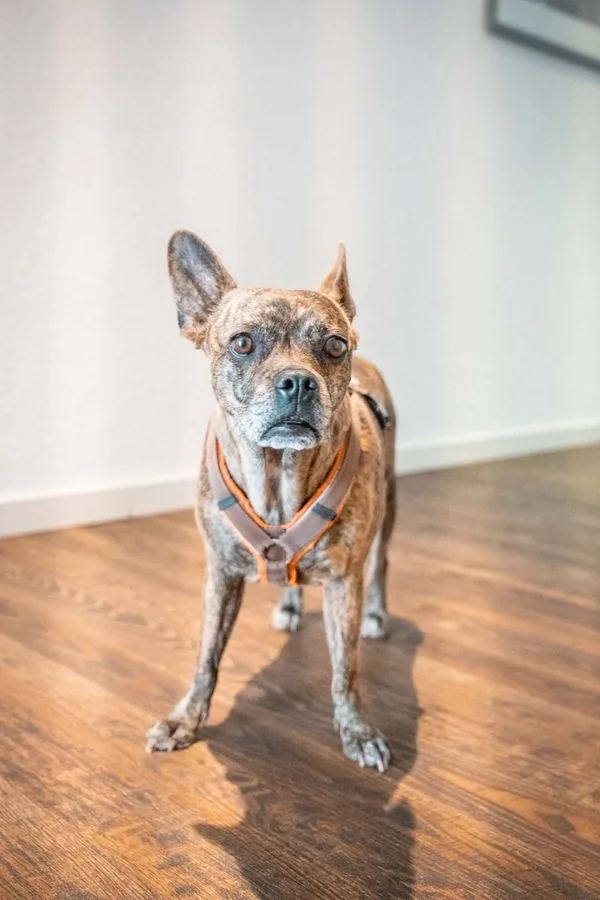 Der Bürohund von MÜLLER Riedstadt